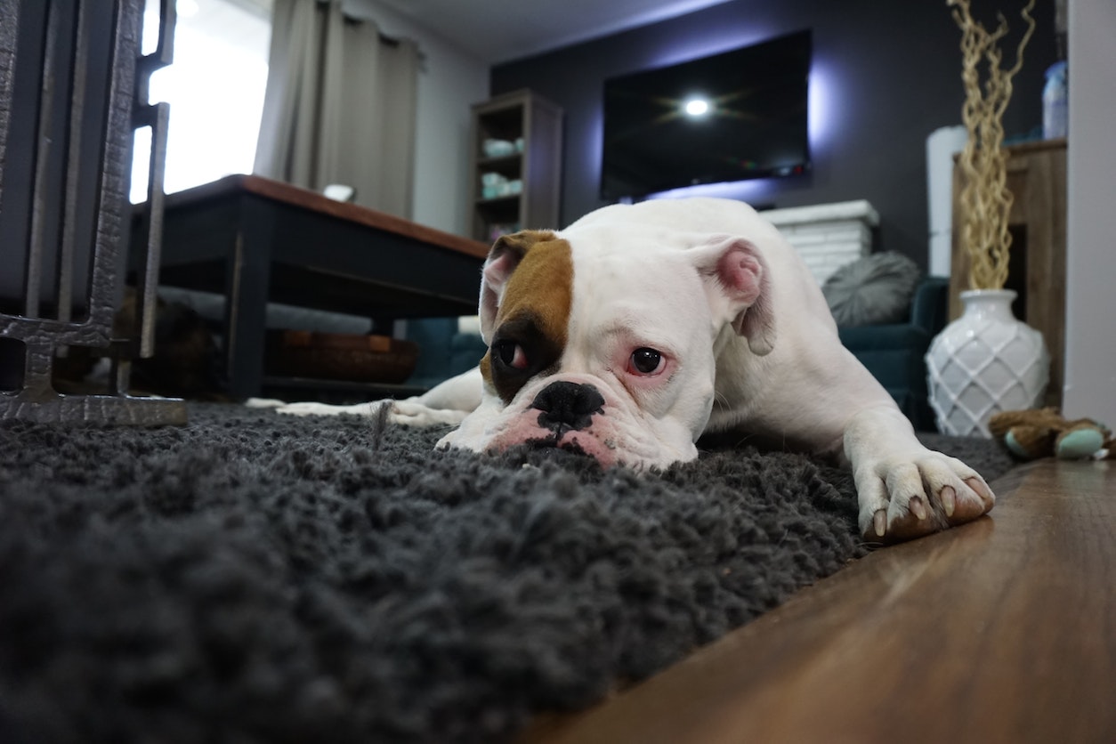 tapis-nettoyage-osterputz-AMS Mulhouse tapis-nettoyage-osterputz-AMS Mulhouse